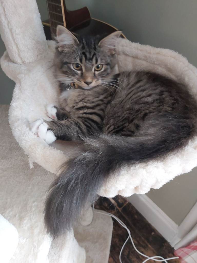 Maine coon cross kitten