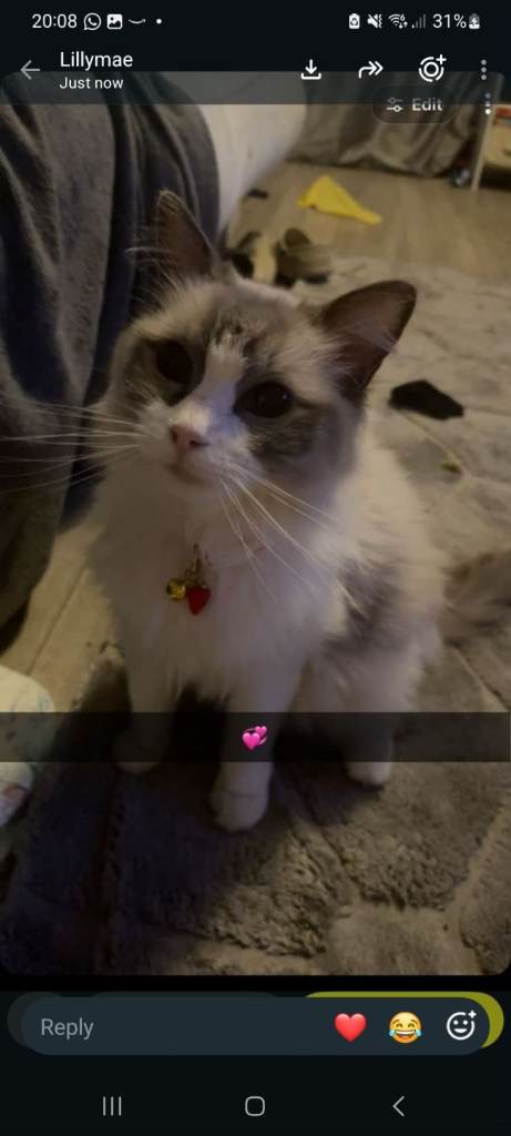 Ragdoll Girl