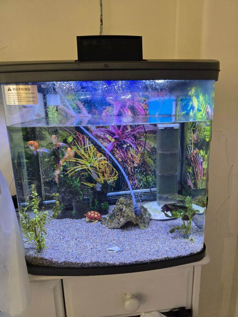 Tank With 3 fish