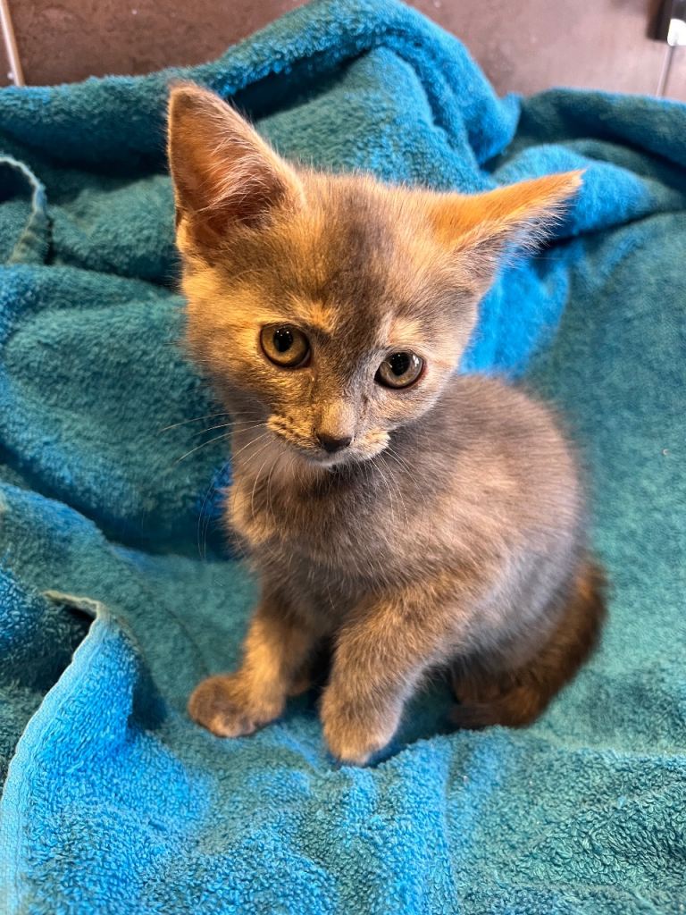 3 female kittens left, 10 weeks old 