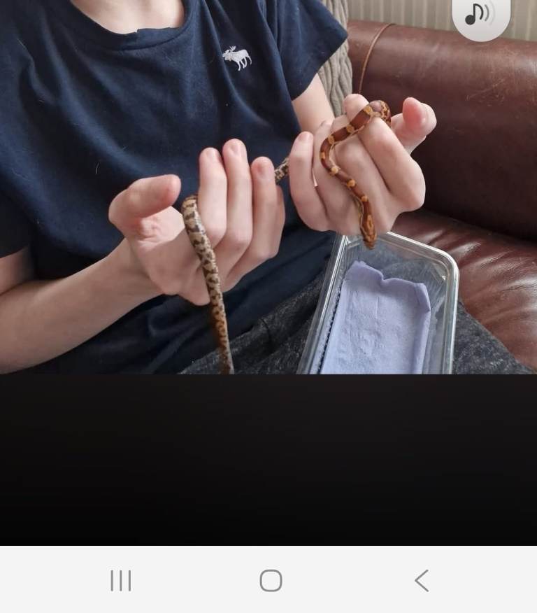 2 year old corn snake and viv for sale
