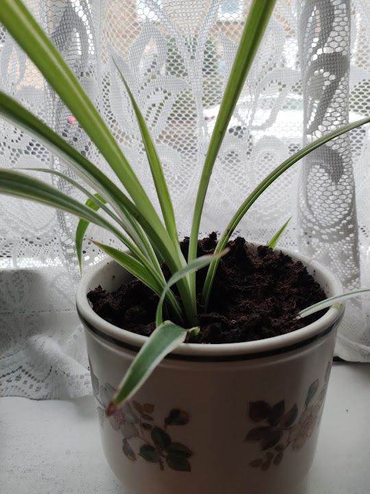 image for Indoor spider plant