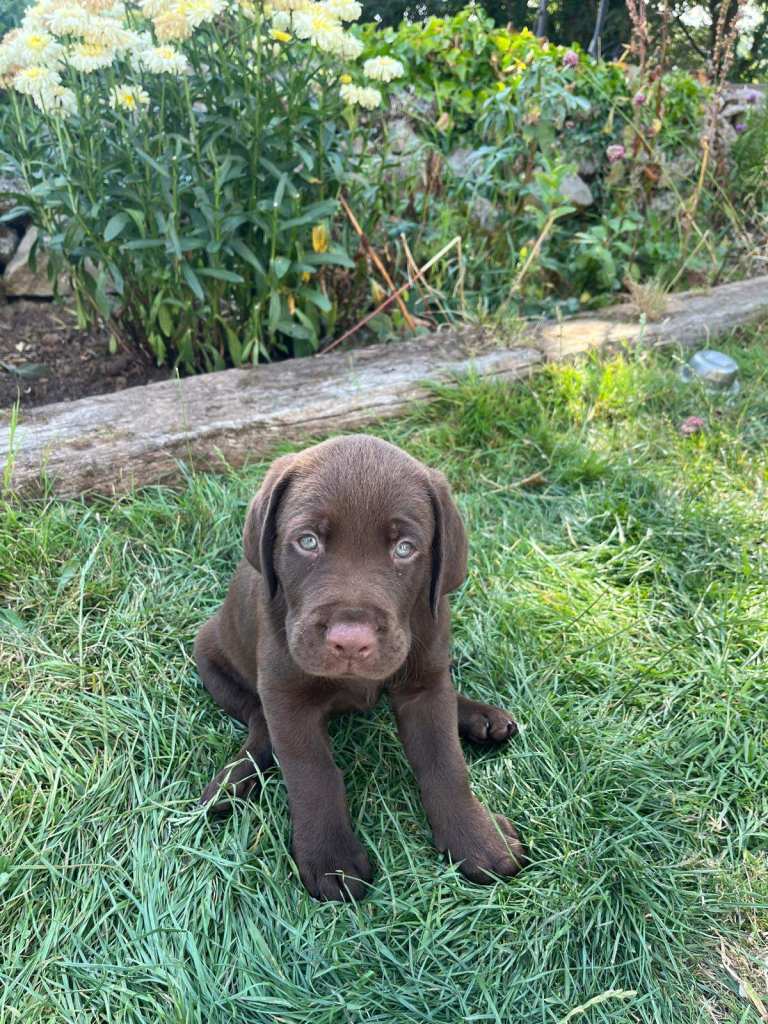 Gorgeous Pedigree Chocolate Lab Pups (2 Male)