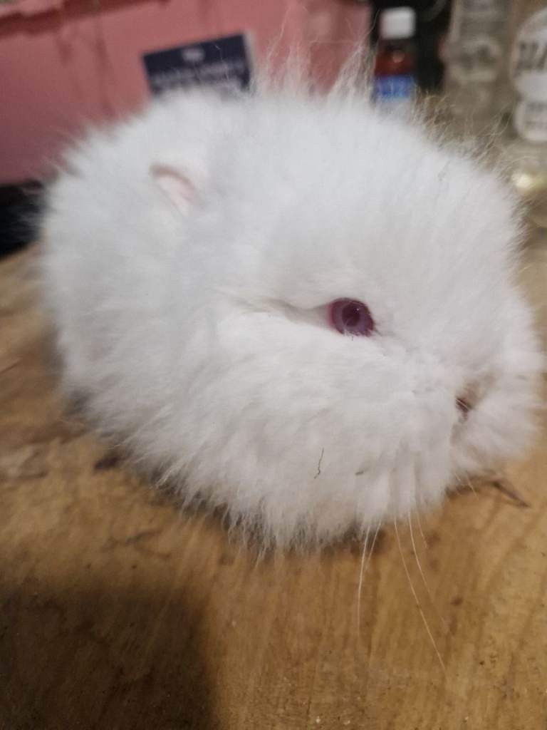 Baby doublemaned lionheads