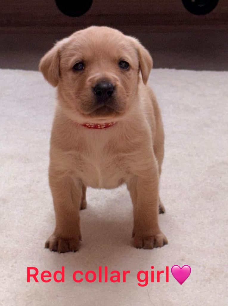 1Girl&1Boy Golden Kc Reg Labrador Retrievers 