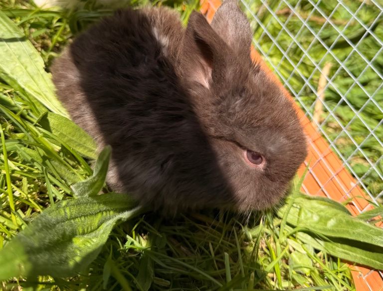 Mini lop bunnies 