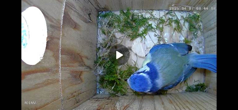 Gardenature WiFi Bird Nest Box Camera Nestera App