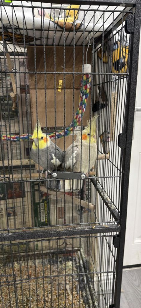2 Breeding cockteils (Must go together!!)