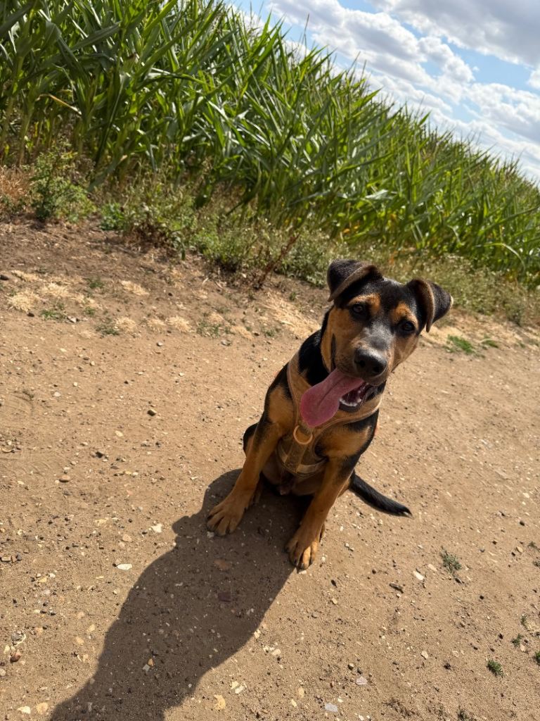 German shepherd crossed with and old Tyme English bulldog 