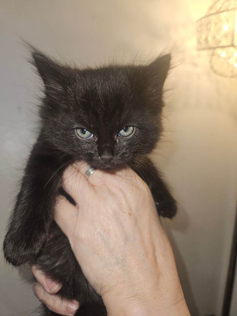 Beautiful all black kittens