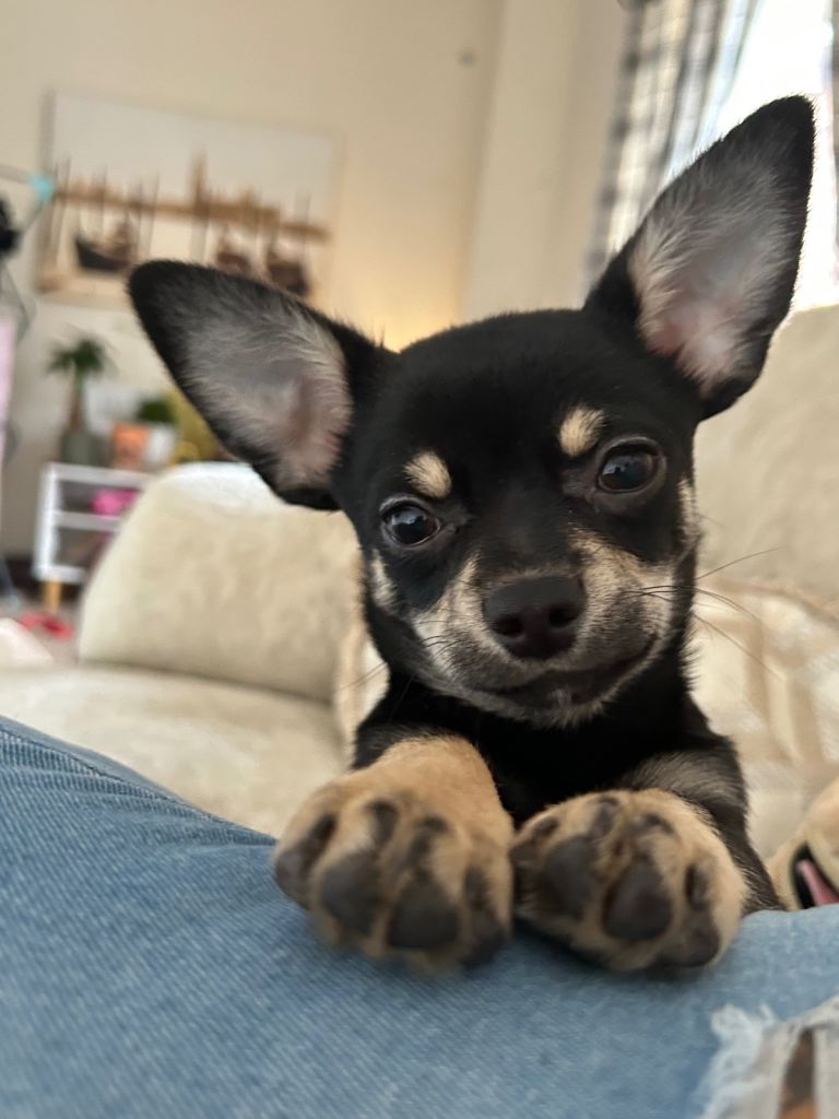 Teacup chihuahua male