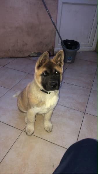American Akita 