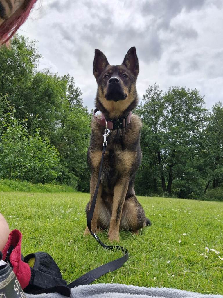 Akita x rottie