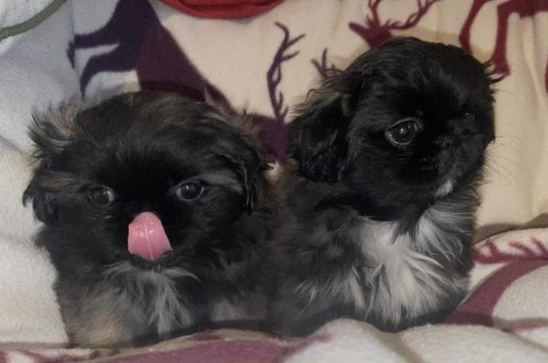 Pekingese puppies 