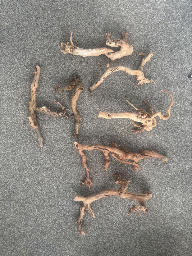 Various different reptile bits