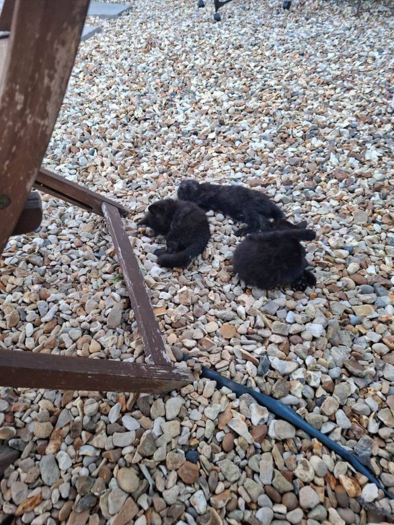 Black kittens
