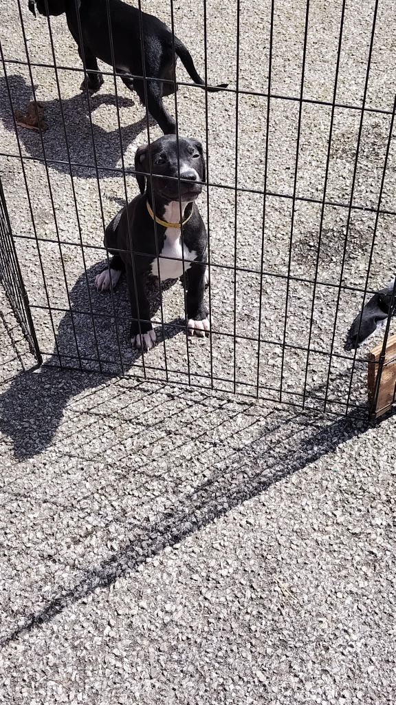 Puppies staffy /lurcher