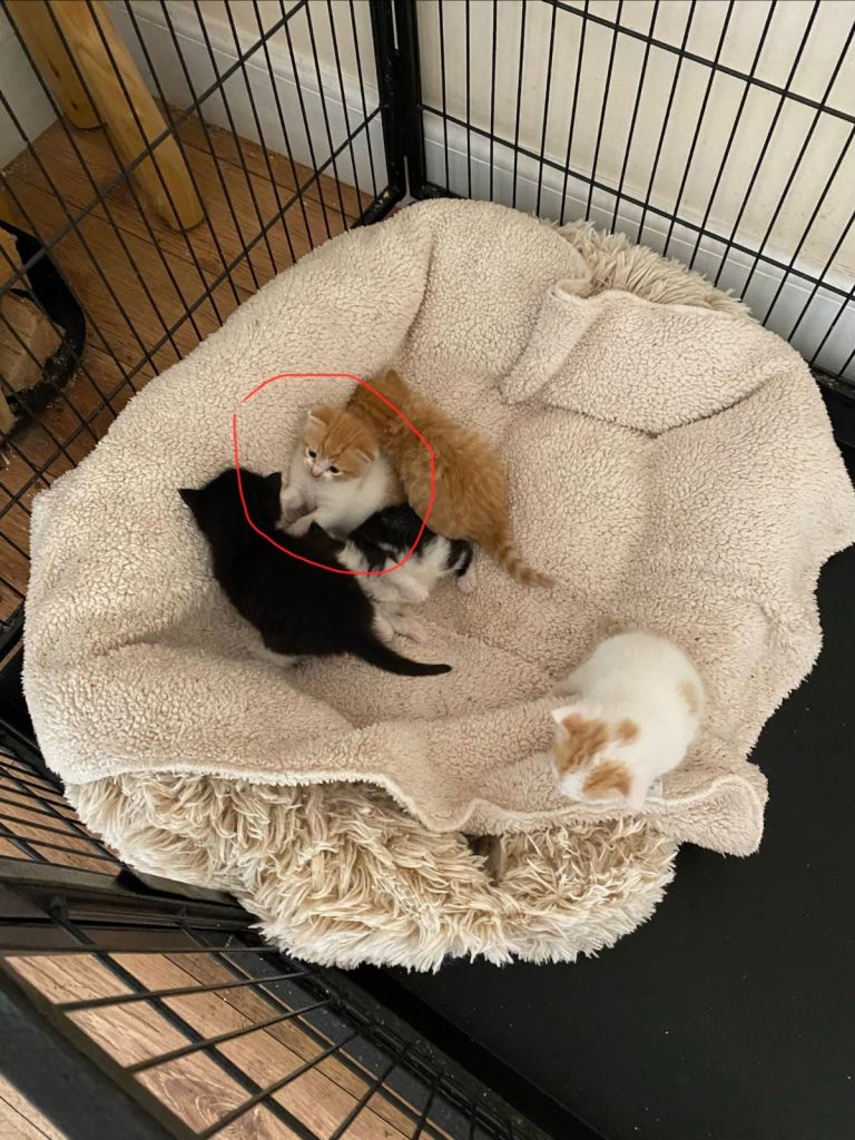 Kitten- only one left!