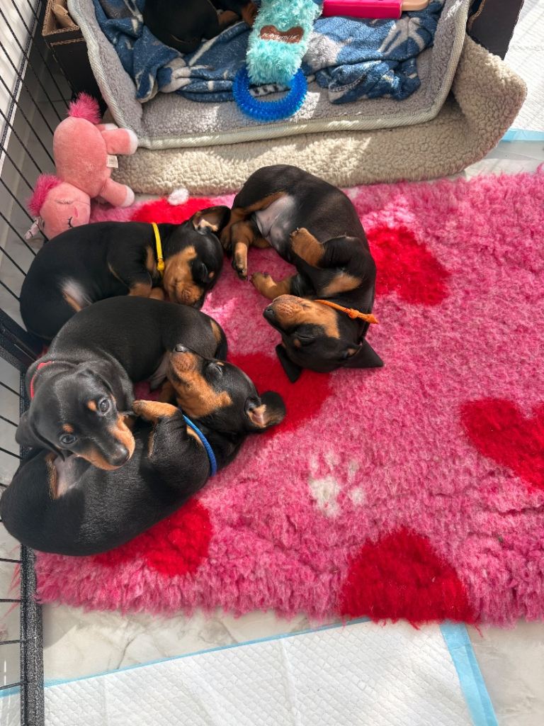  1 available miniature dachshund puppies