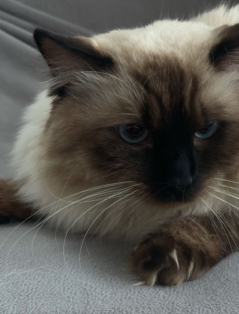 Ragdoll cats looking for a new lovely Home