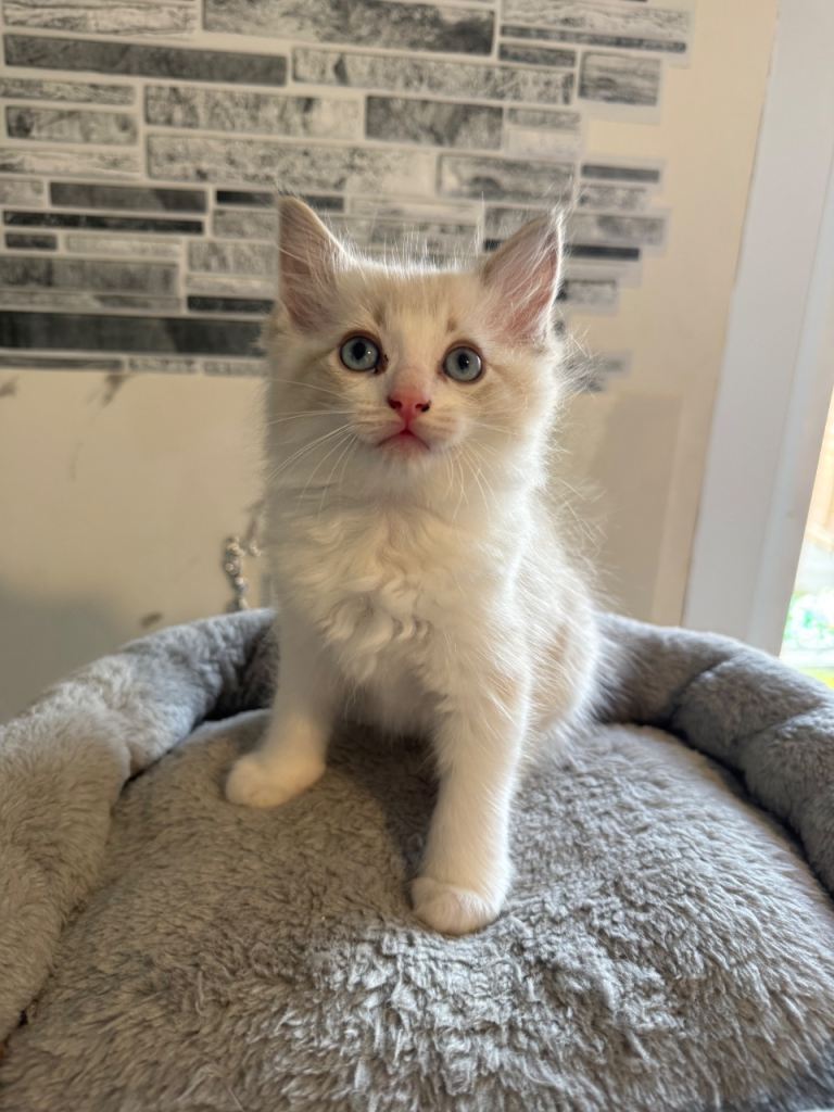 Beautiful Ragdoll kittens