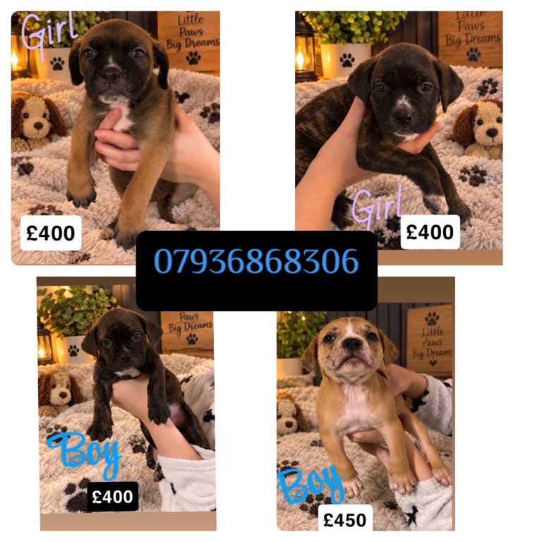 Cane corso pups Looking for forever homes 