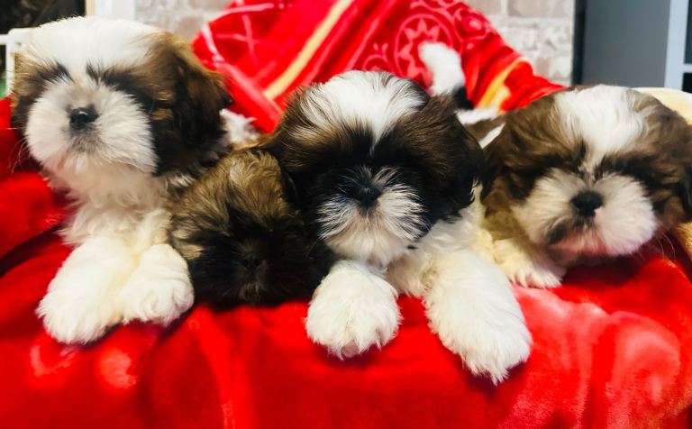 Shihtzu brown female left