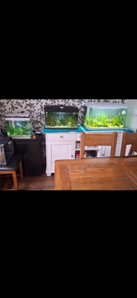 Fish Tanks and Fish for sale.