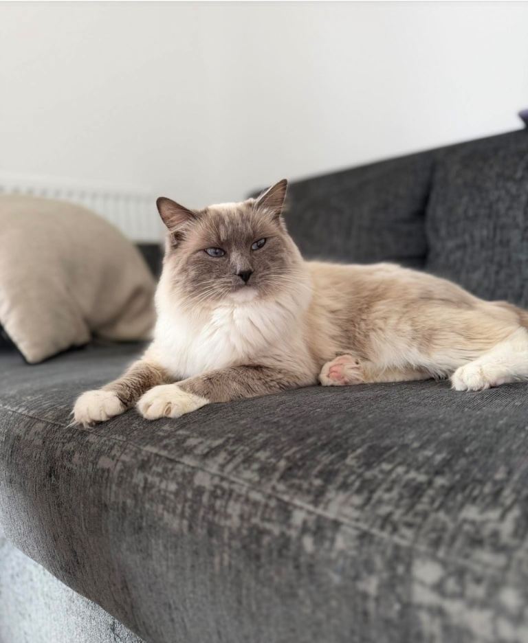 Ragdoll male cat 