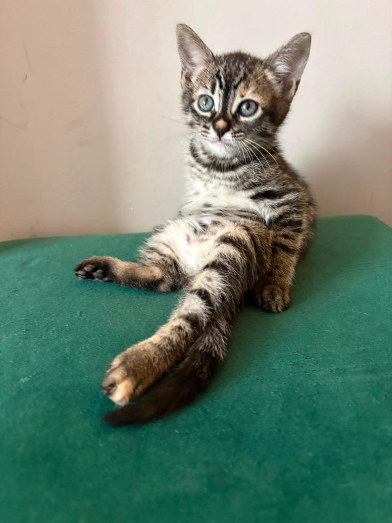     Beautiful Bengal Kittens – 2 Girls & 1 Boy Ready Now
