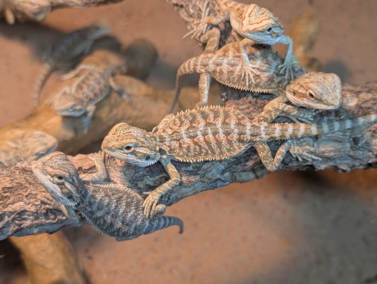 Baby Bearded dragons