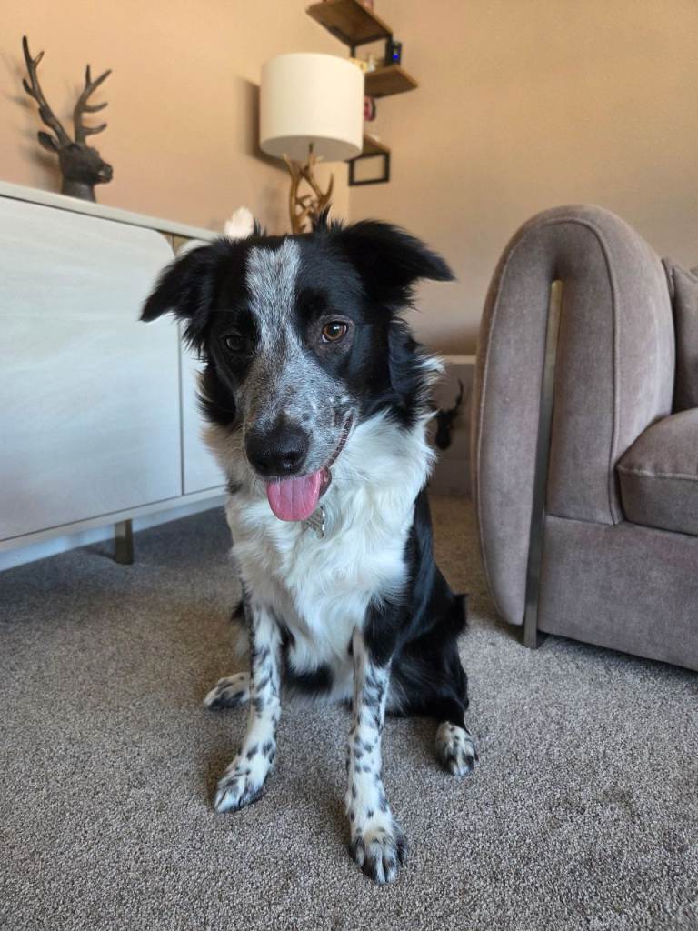 Border collie pup