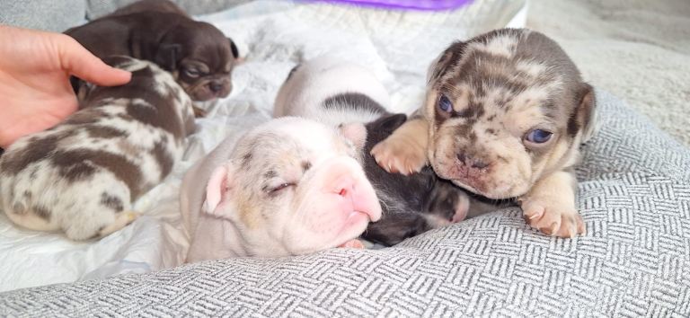 French bulldog puppies for sale 