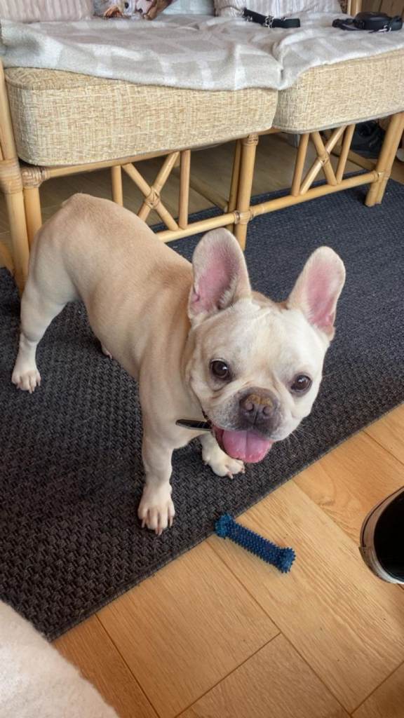Male French bulldog 