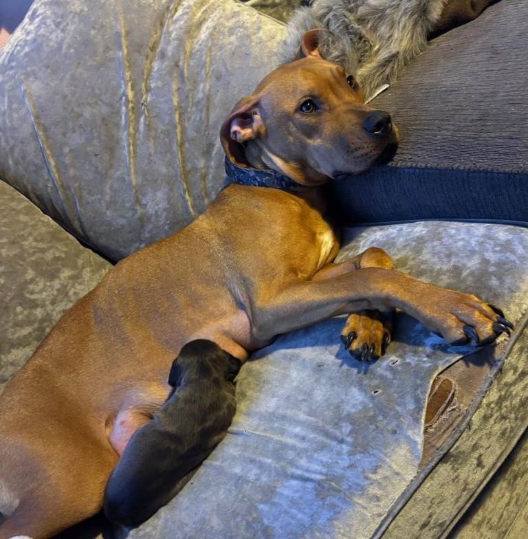 Cute Mastiff / Staffie Puppies, only three male and one female left for sale