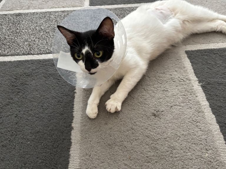 Rescue cat ❤️