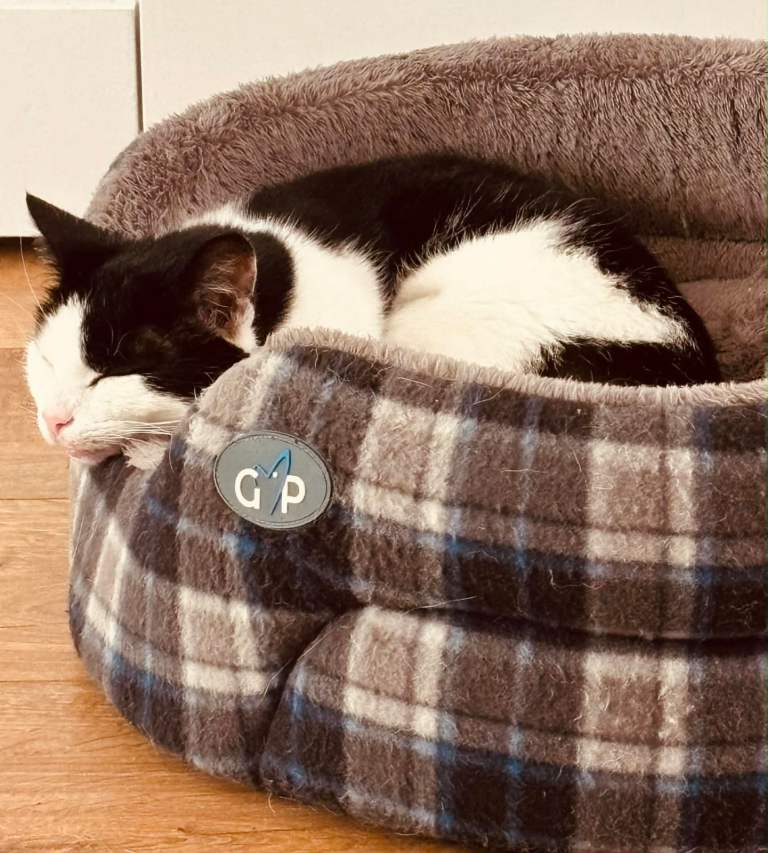 Female cat looking for a good loving home 