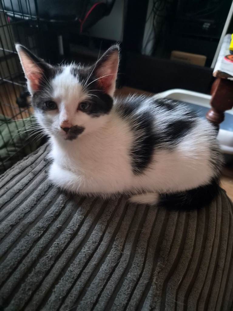 Kittens for Sale
