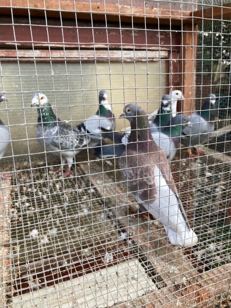 Racing pigeons 