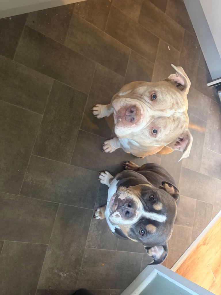 Incoming pocket bully puppies