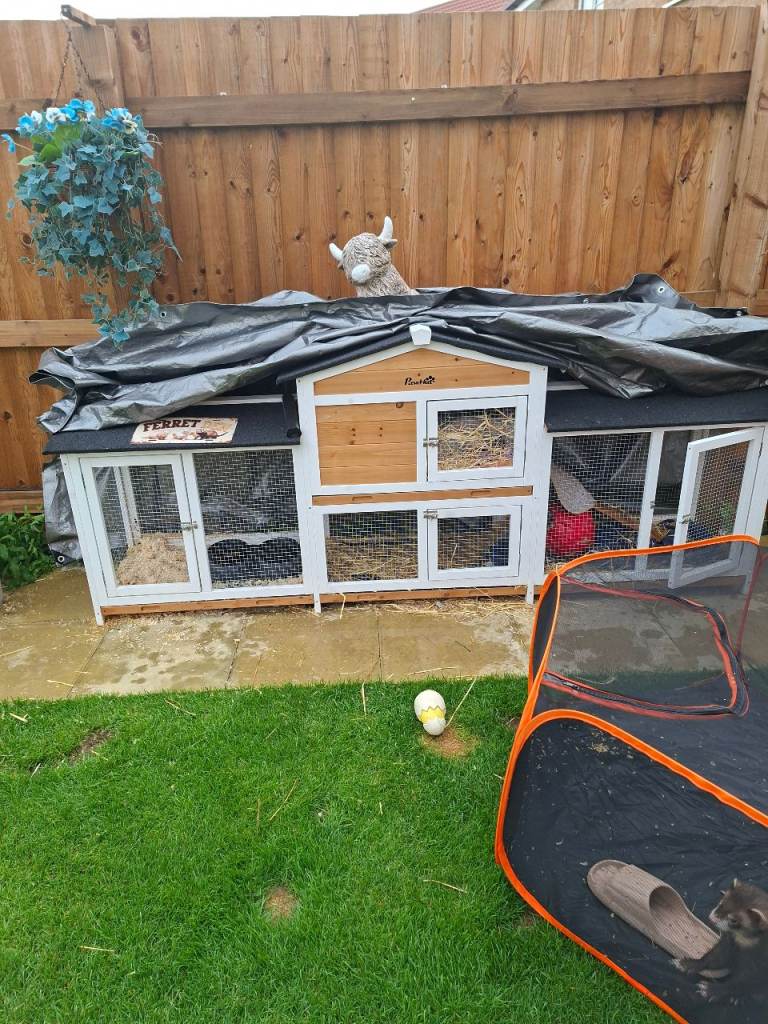 3 neutered   ferrets two hobs  and one jill and brand new hutch 