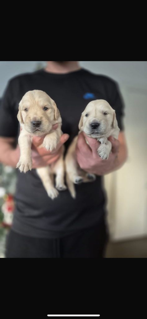 Golden retriever pups 