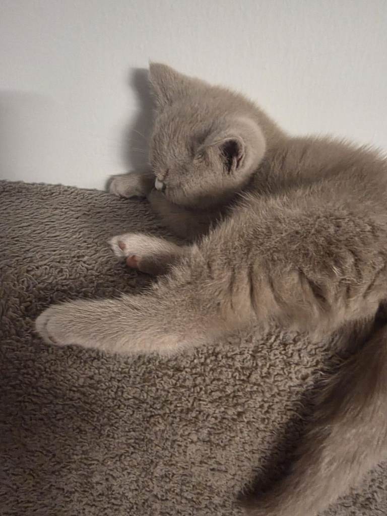 1 British shorthair kitten