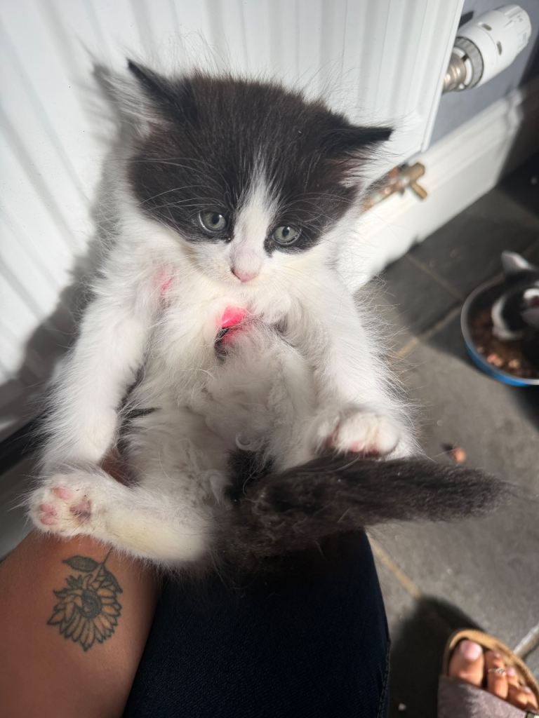 Gorgeous long haired kittens 