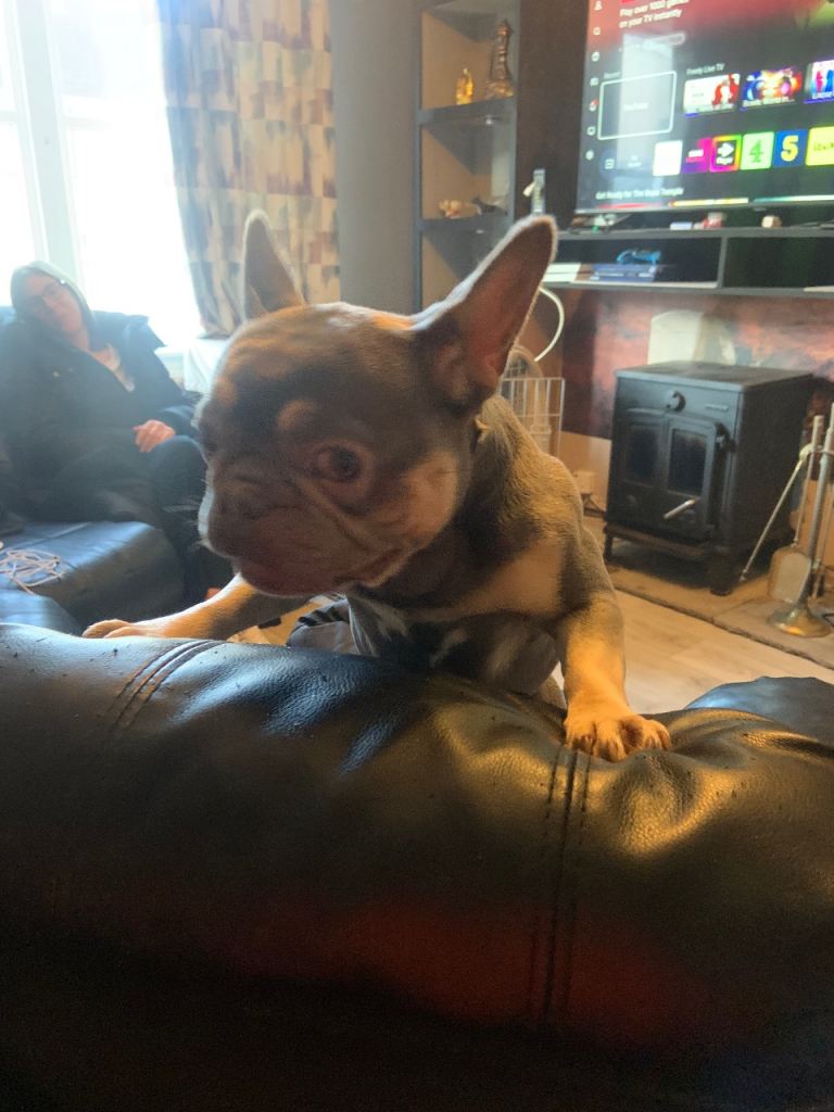 Female 3 year old french bulldog silver blue