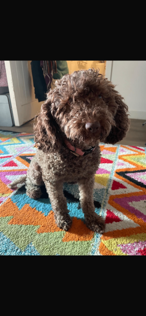 Cockapoo