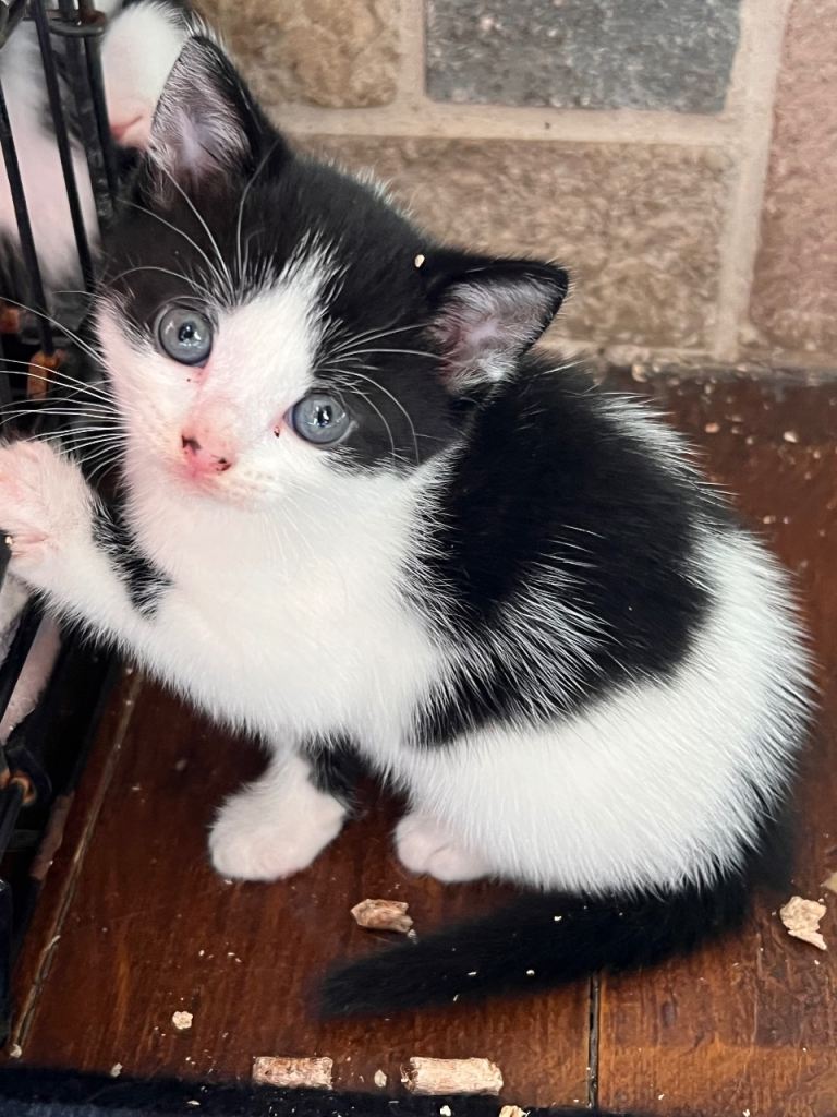KITTIES