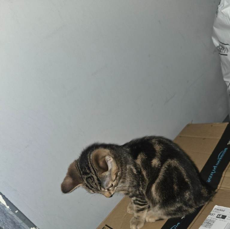 Marble bengal girl ready to leave 
