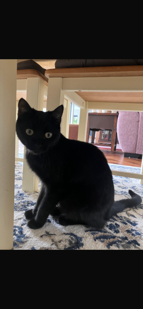 Kiki looking for new home 