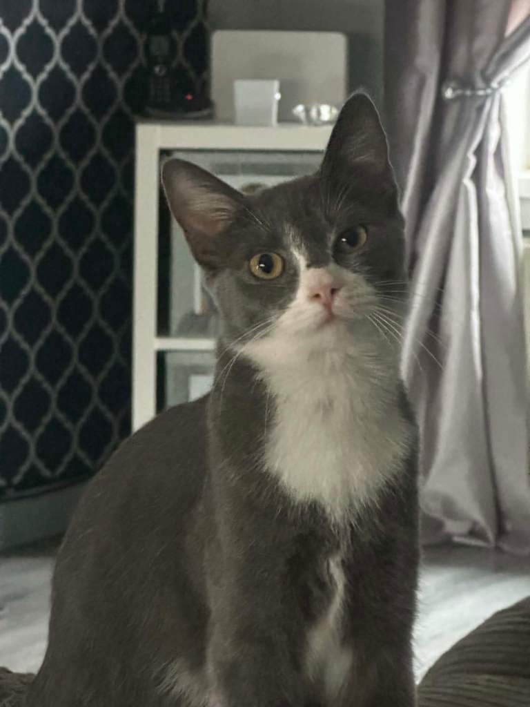 1.5yr old female cat
